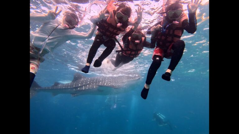 セブ島の海でジンベエザメと並んでシュノーケリングする人たち。透明な海に大きな魚影