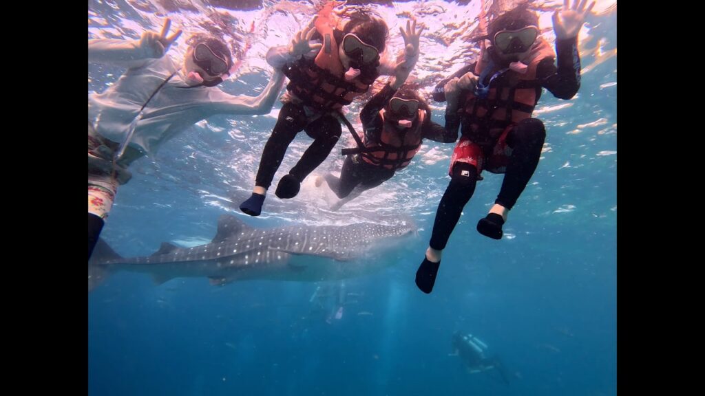 オスロブの海中。ライフジャケットを着た家族4人が手を振り、その下をジンベエザメが泳いでいる