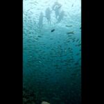 モアルボアルのイワシの大群。水面でシュノーケリングする人の下に、無数のイワシが壁のように連なっている