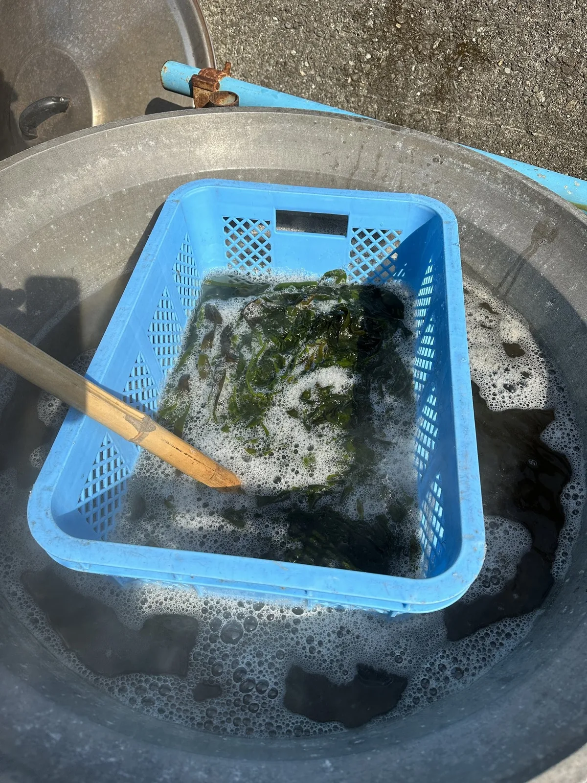 青いかごに入れたわかめを、湯気の立つ釜で茹でているところ