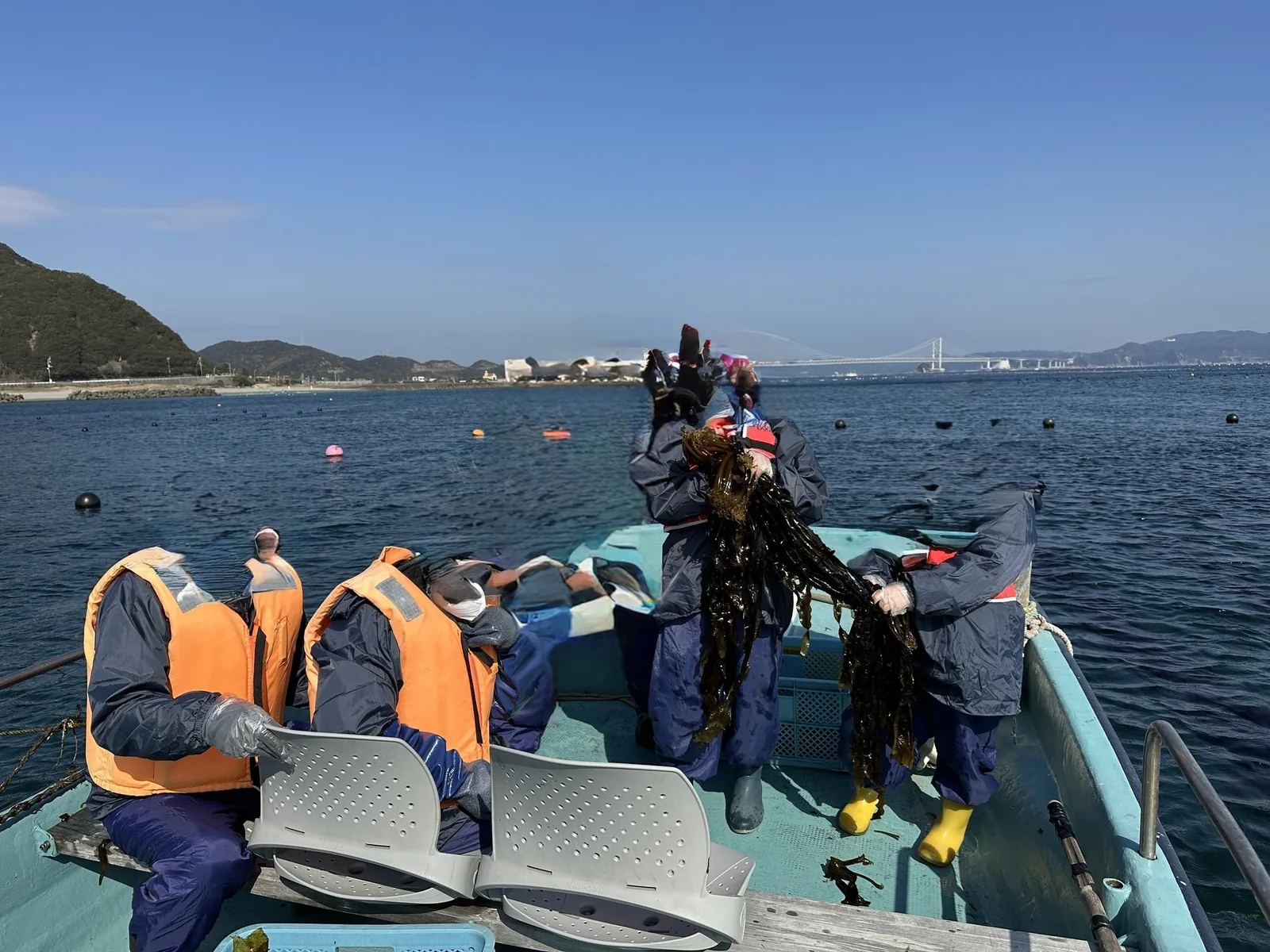 小さいボートの上で、海から引き上げたわかめを持ち上げる様子。奥に大鳴門橋が見える