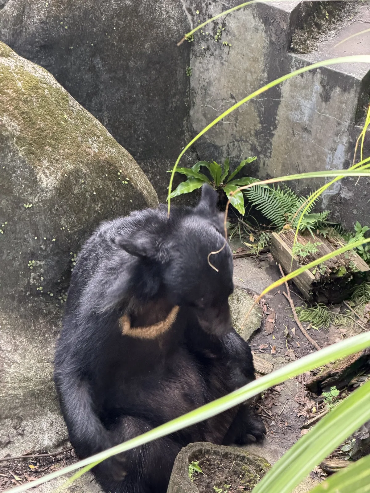 台北市立動物園の台湾ツキノワグマ。岩場に座り、胸のV字の白い模様がはっきり見えている