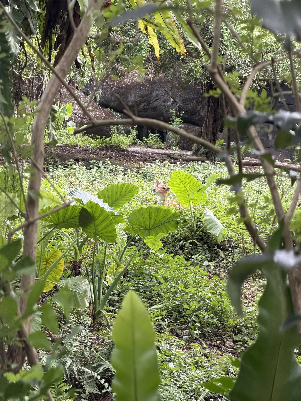 台北市立動物園のタイワンジカ。大きな葉が茂る林の奥から、顔だけ出してこちらを見ている