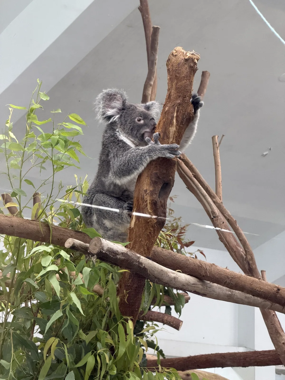 台北市立動物園のコアラ。木の枝にしがみつき、ユーカリの葉を前にしてこちらを見ている