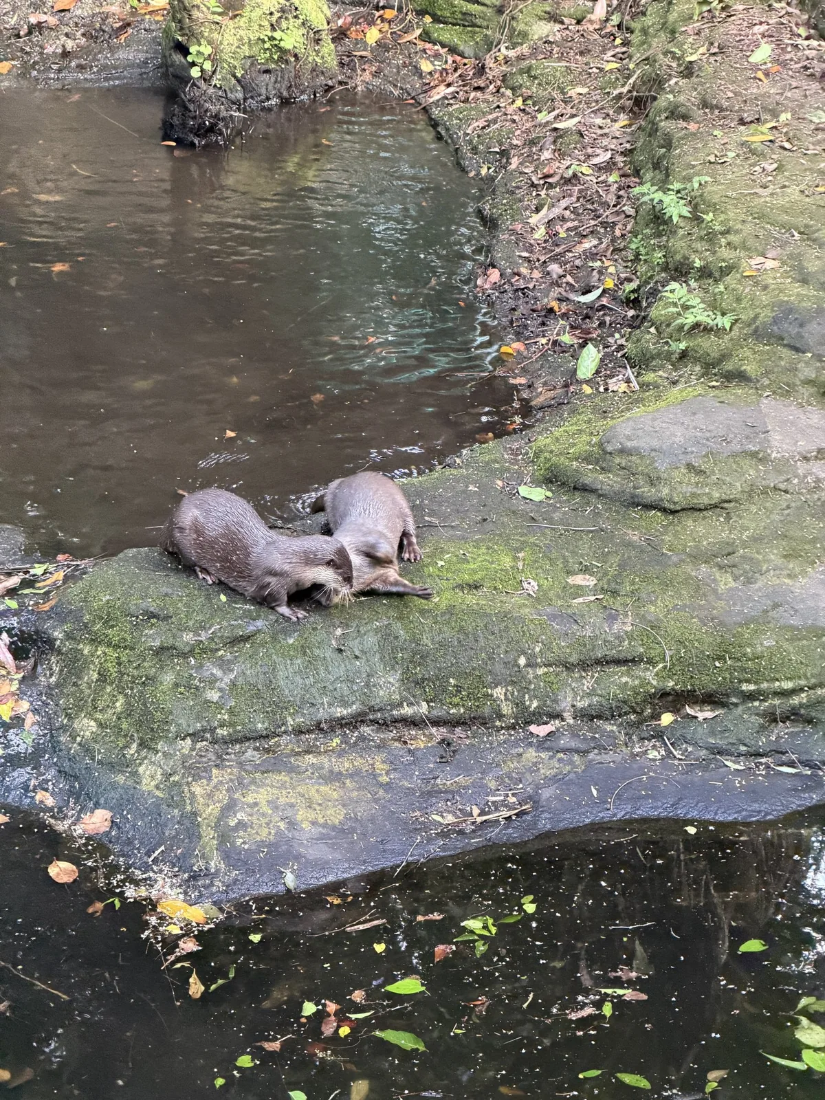 台北市立動物園のコツメカワウソ。園内の奥にある水辺の岩場で、体を伸ばしてくつろいでいる