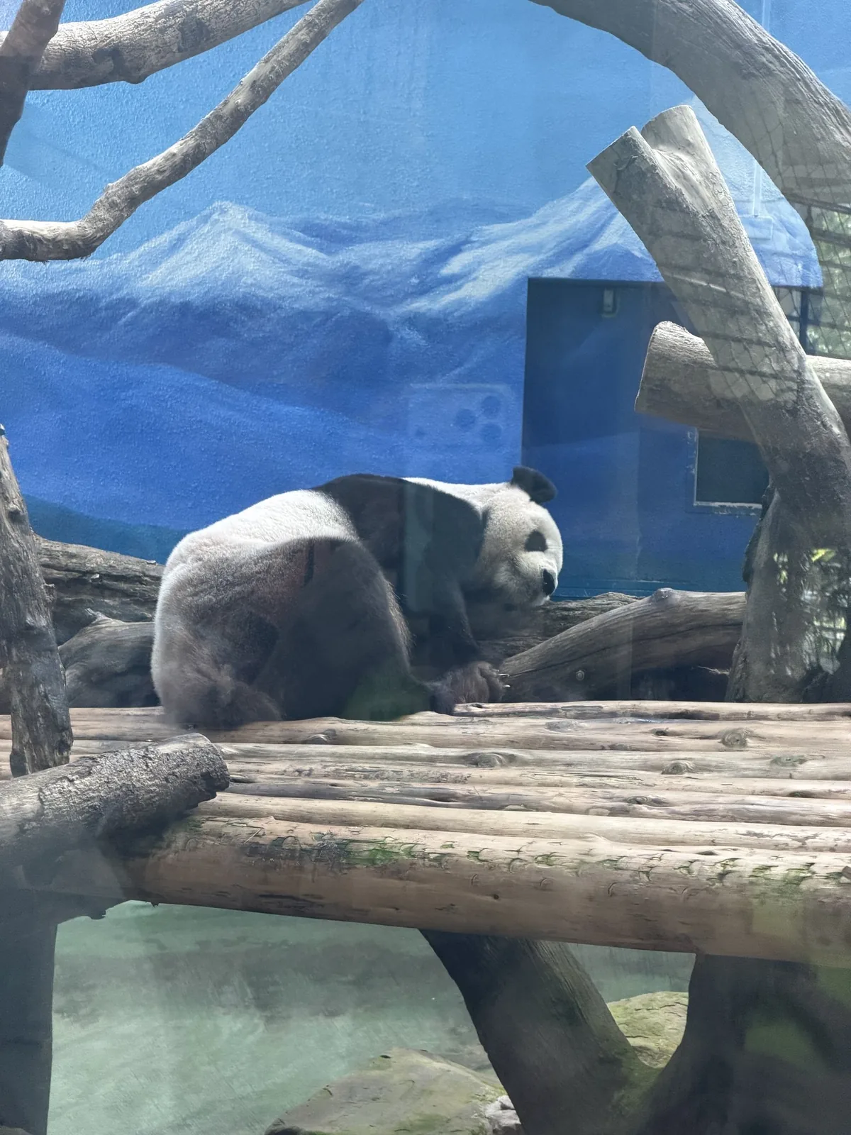台北市立動物園のパンダ。屋内展示場の木組みの台の上で、背を向けて寝そべっている姿
