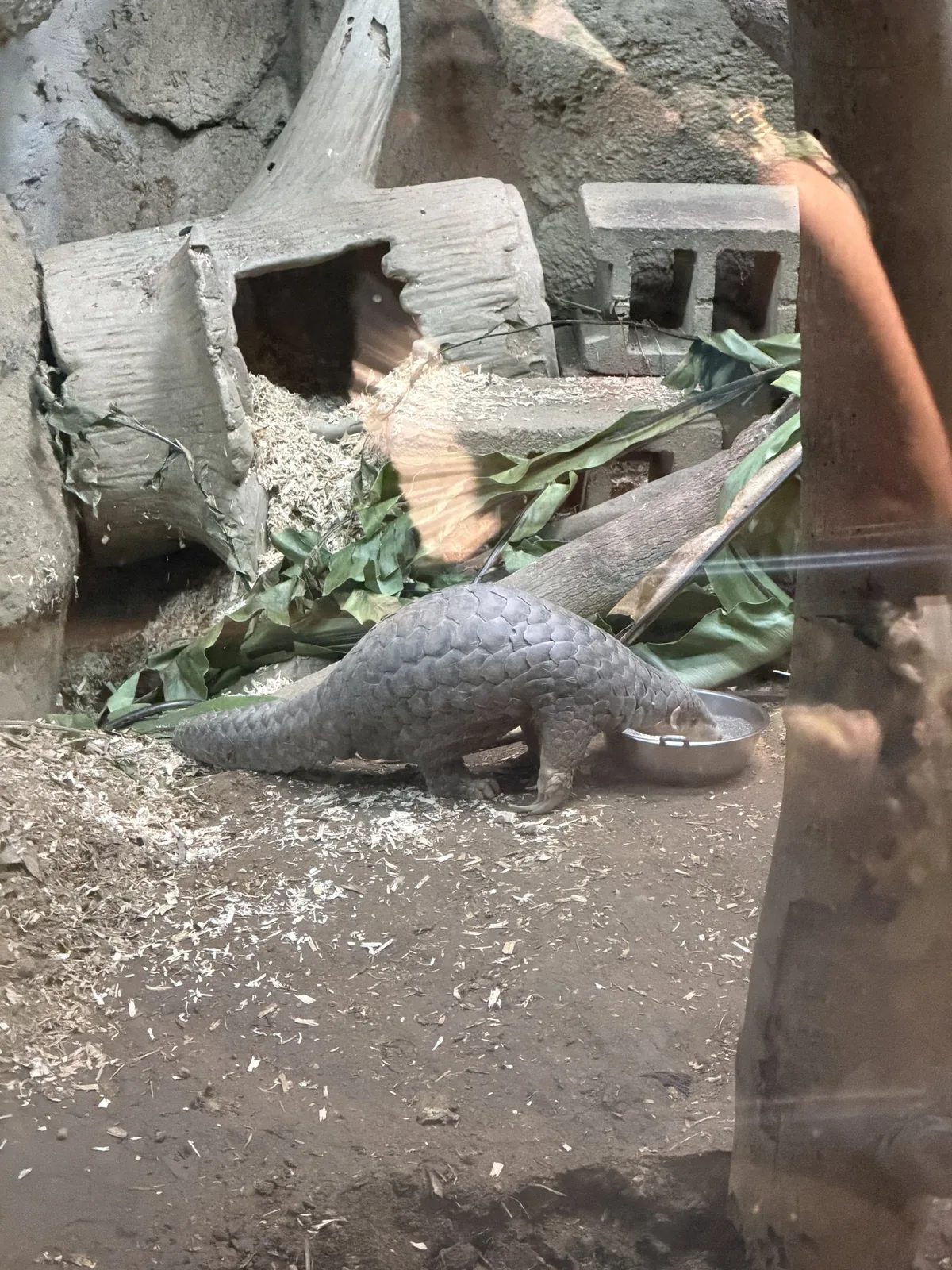 台北市立動物園の穿山甲(センザンコウ)。うろこに覆われた背中と尾が岩場に見えている