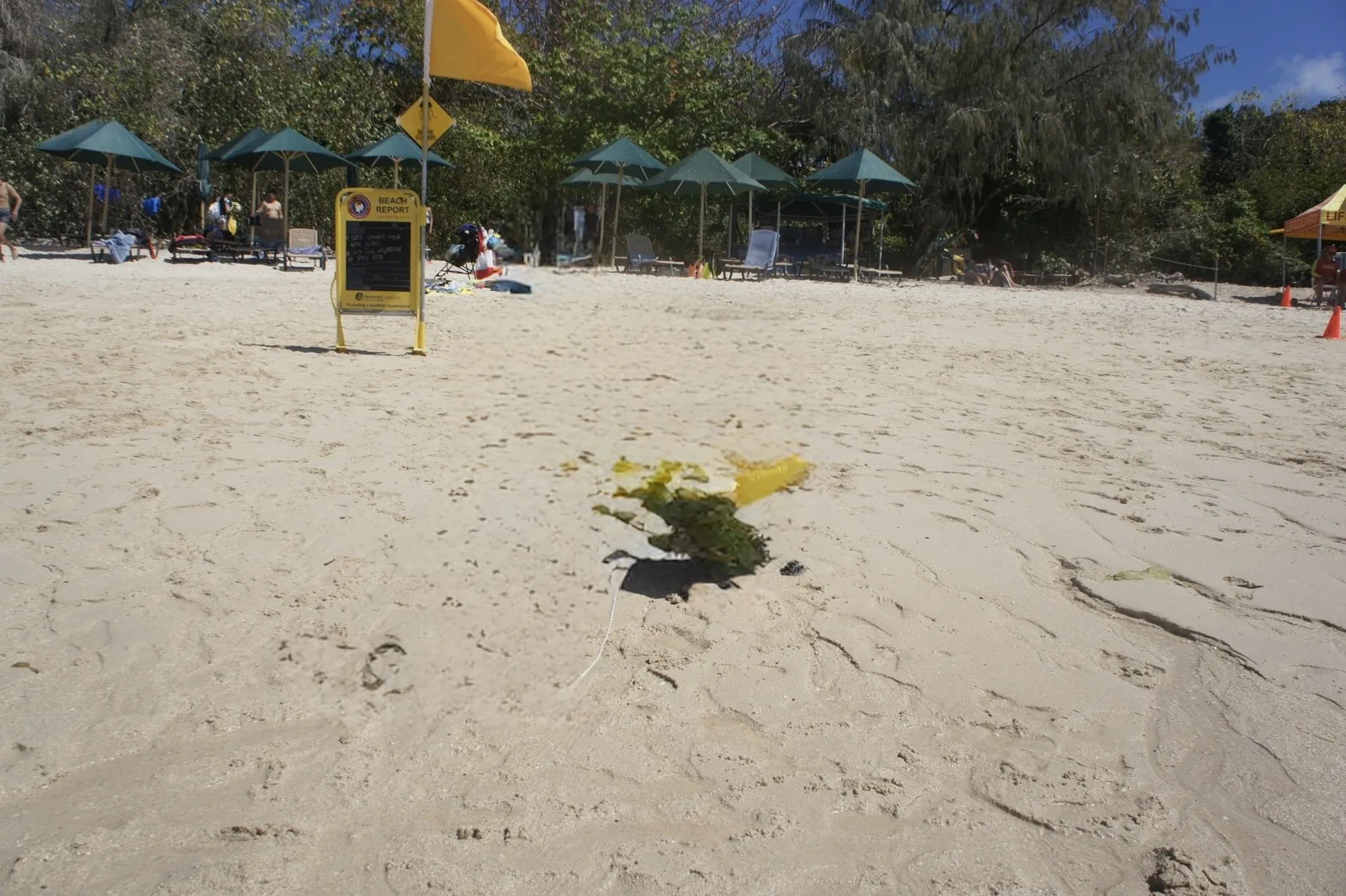A yellow beach report sign standing on the white sand, with green umbrellas and beach chairs behind