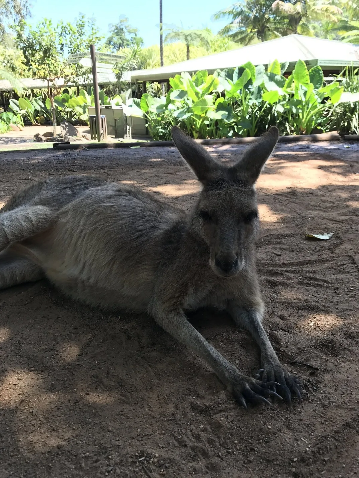 A kangaroo lying on the dirt in the shade with its front legs stretched out, looking toward the camera, with tropical plants behind