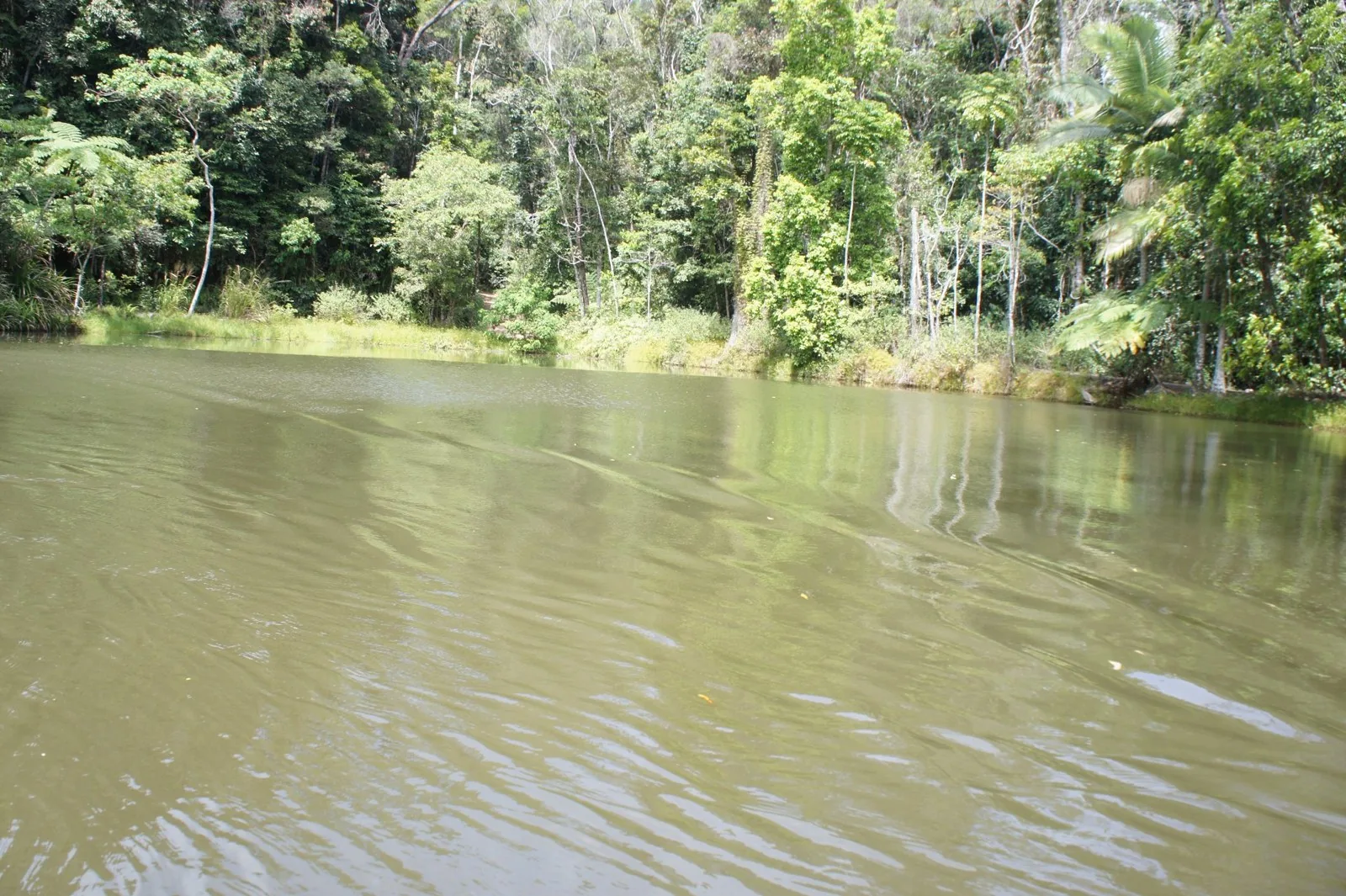 Ripples spreading on brownish-green water, with tree ferns and palms growing on the rainforest shore opposite
