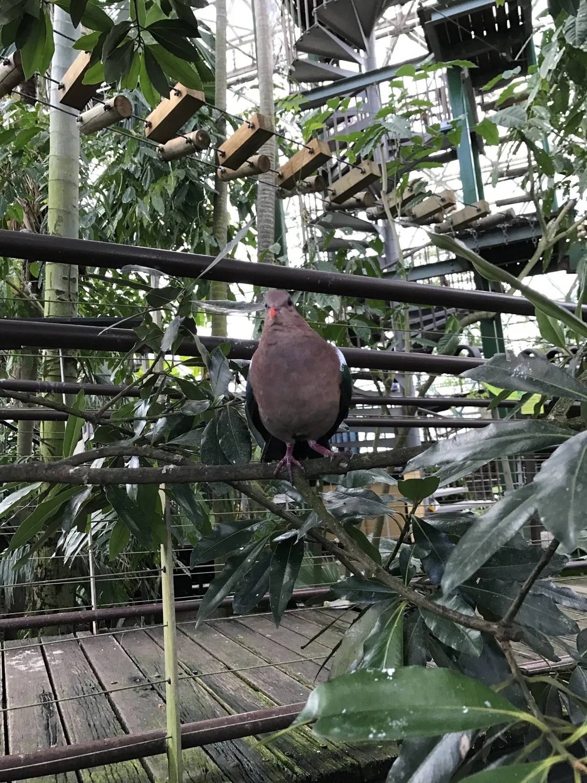 A brown dove with a red beak perched on a branch of an indoor tropical plant, with ropes course scaffolding behind