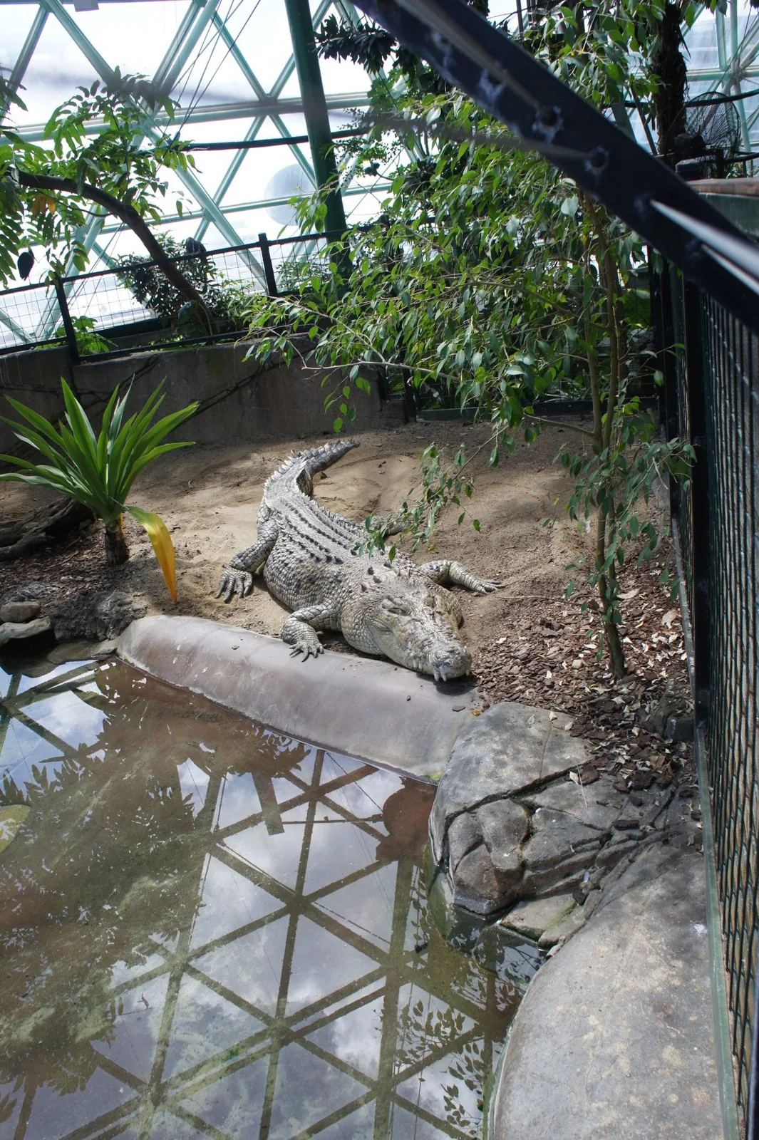 A saltwater crocodile lying on the sand at the edge of a pond under the glass dome ceiling, with the frame reflected in the water