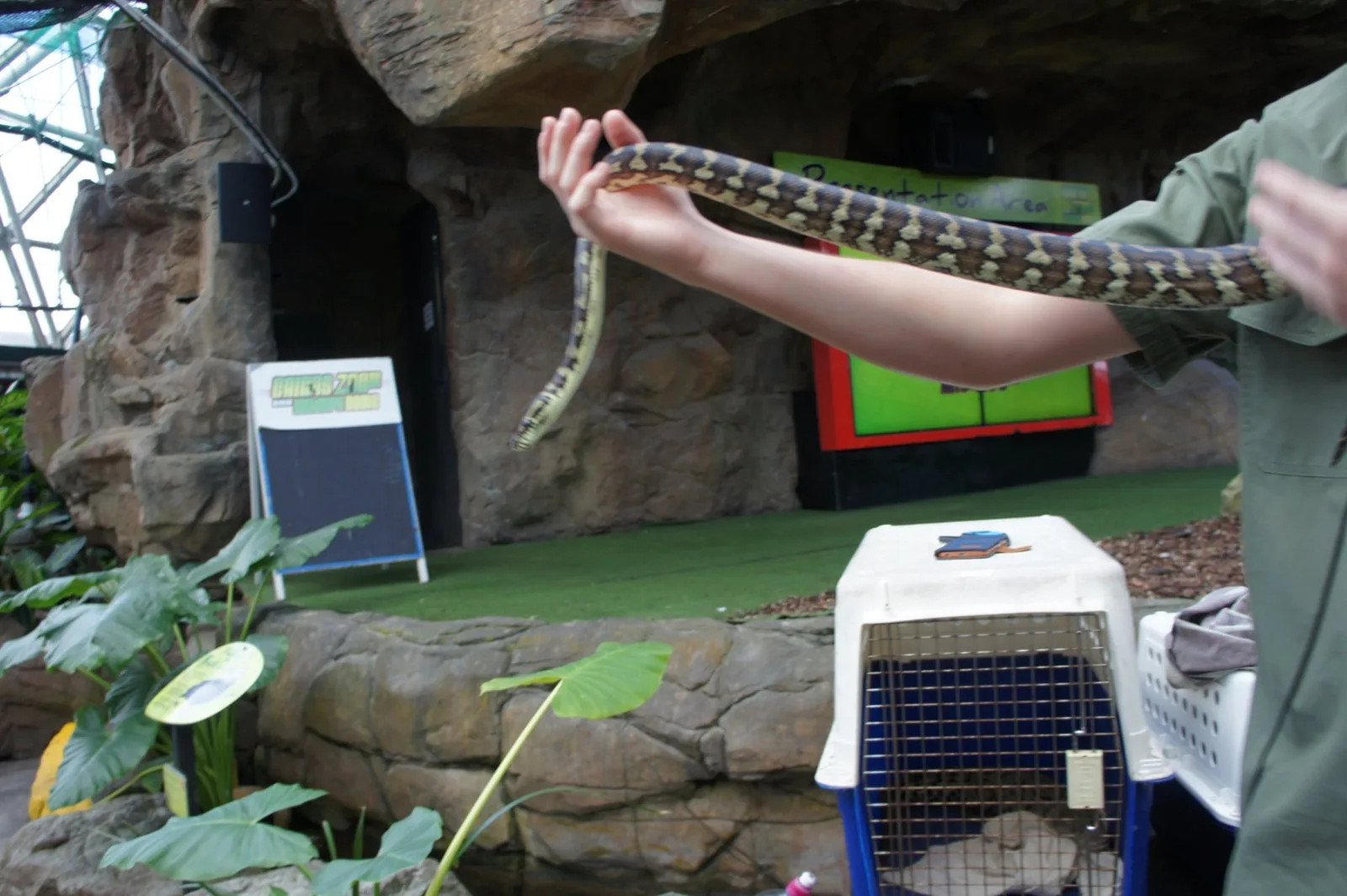 A mottled snake resting on a staff member's arm at Cairns ZOOM & Wildlife Dome