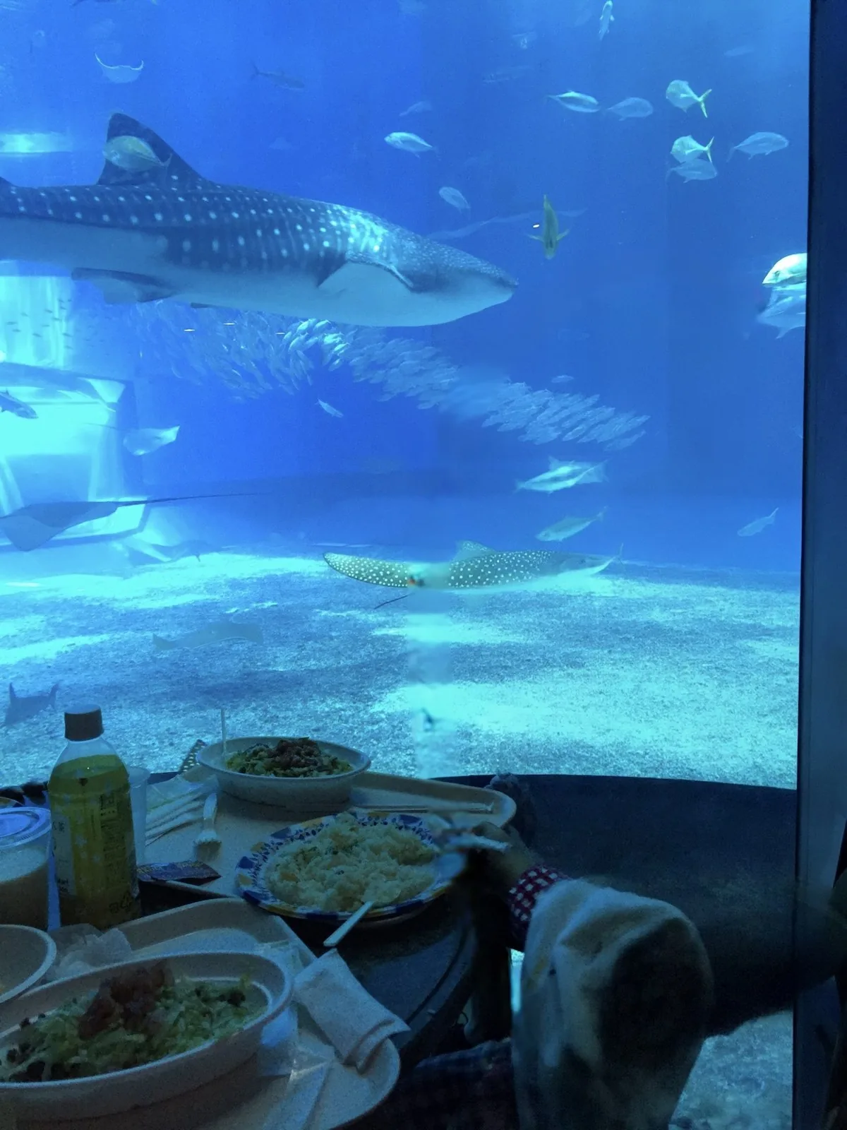 大水槽のジンベエザメを眺めながら食事ができる席