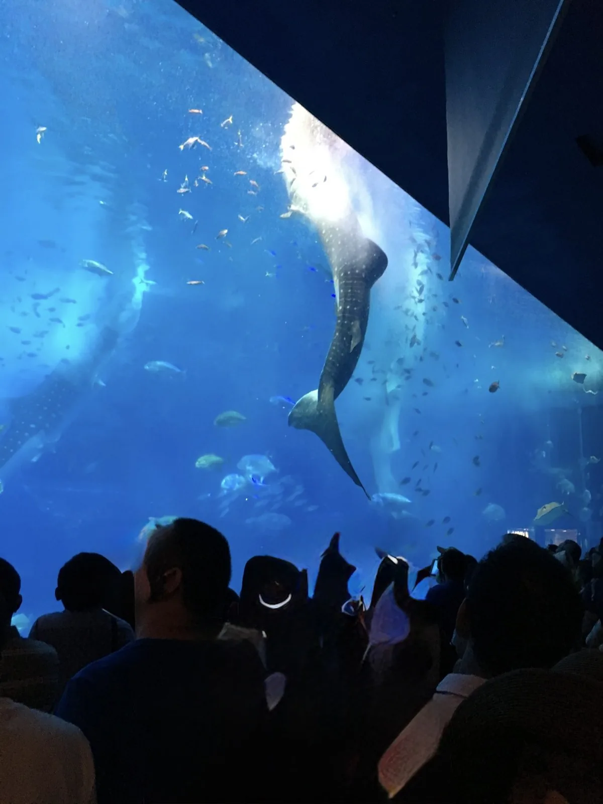 美ら海水族館の大水槽の前に集まる大勢の人たちと、水槽の中を泳ぐジンベエザメ