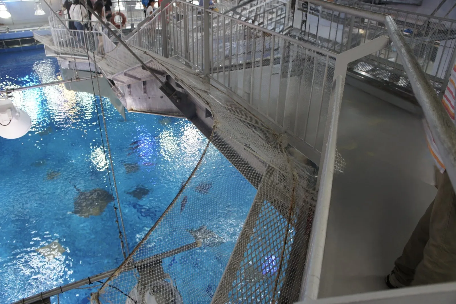 美ら海水族館の水槽を、上の通路から見下ろしたところ。ウミガメとエイが泳いでいる