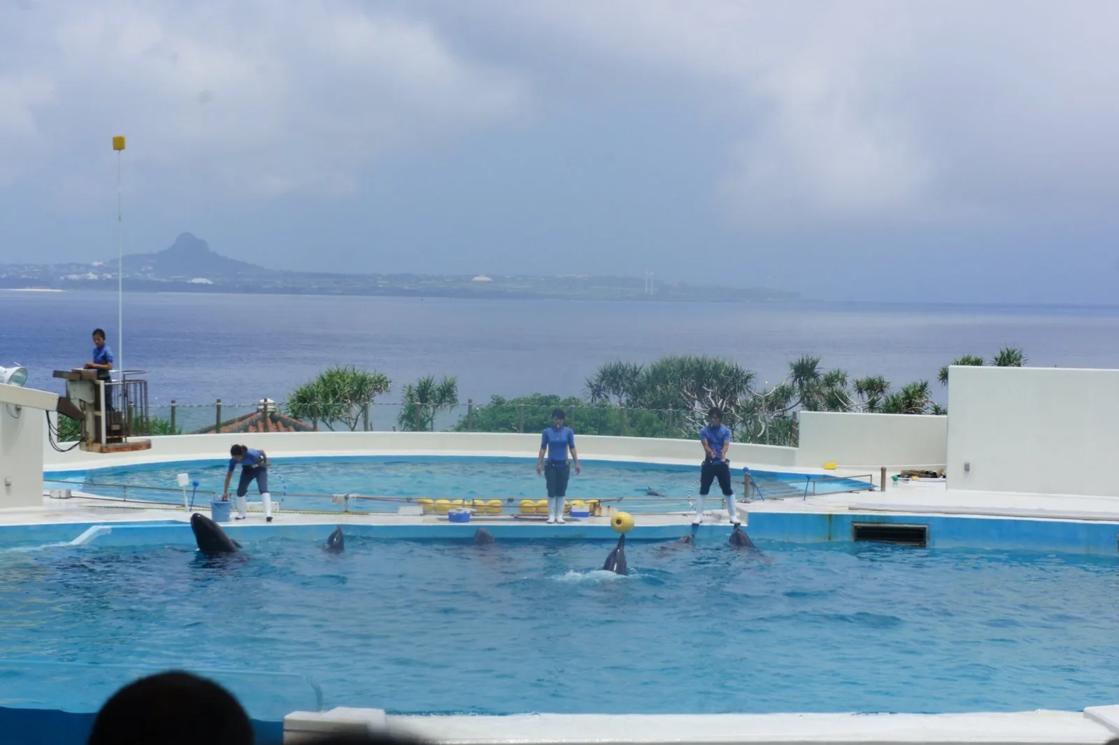 海を背にしたプールで行われるイルカショー