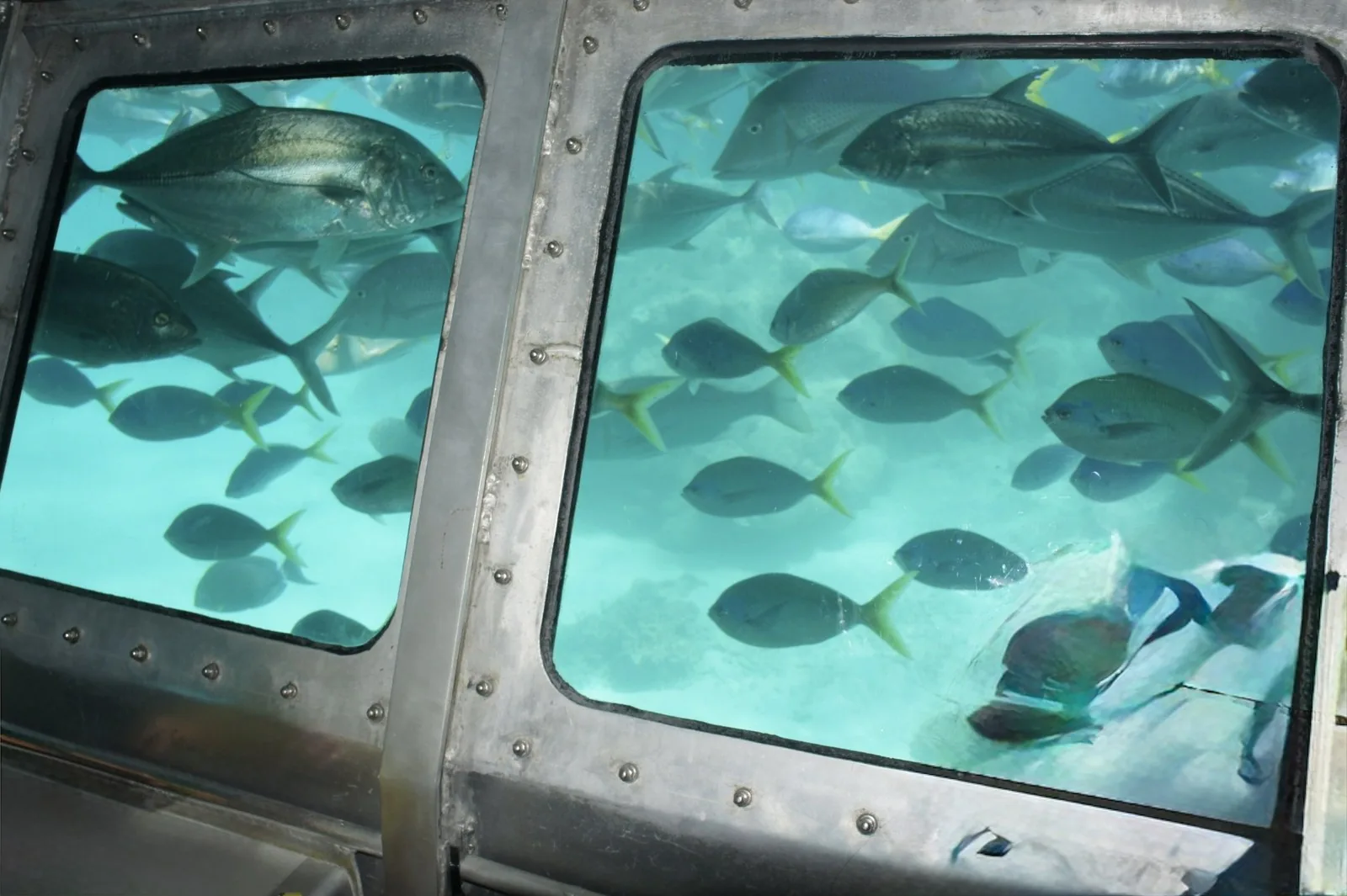 金属枠の水中窓越しに見える、銀色の大きな魚と尾びれが黄色い魚の群れ