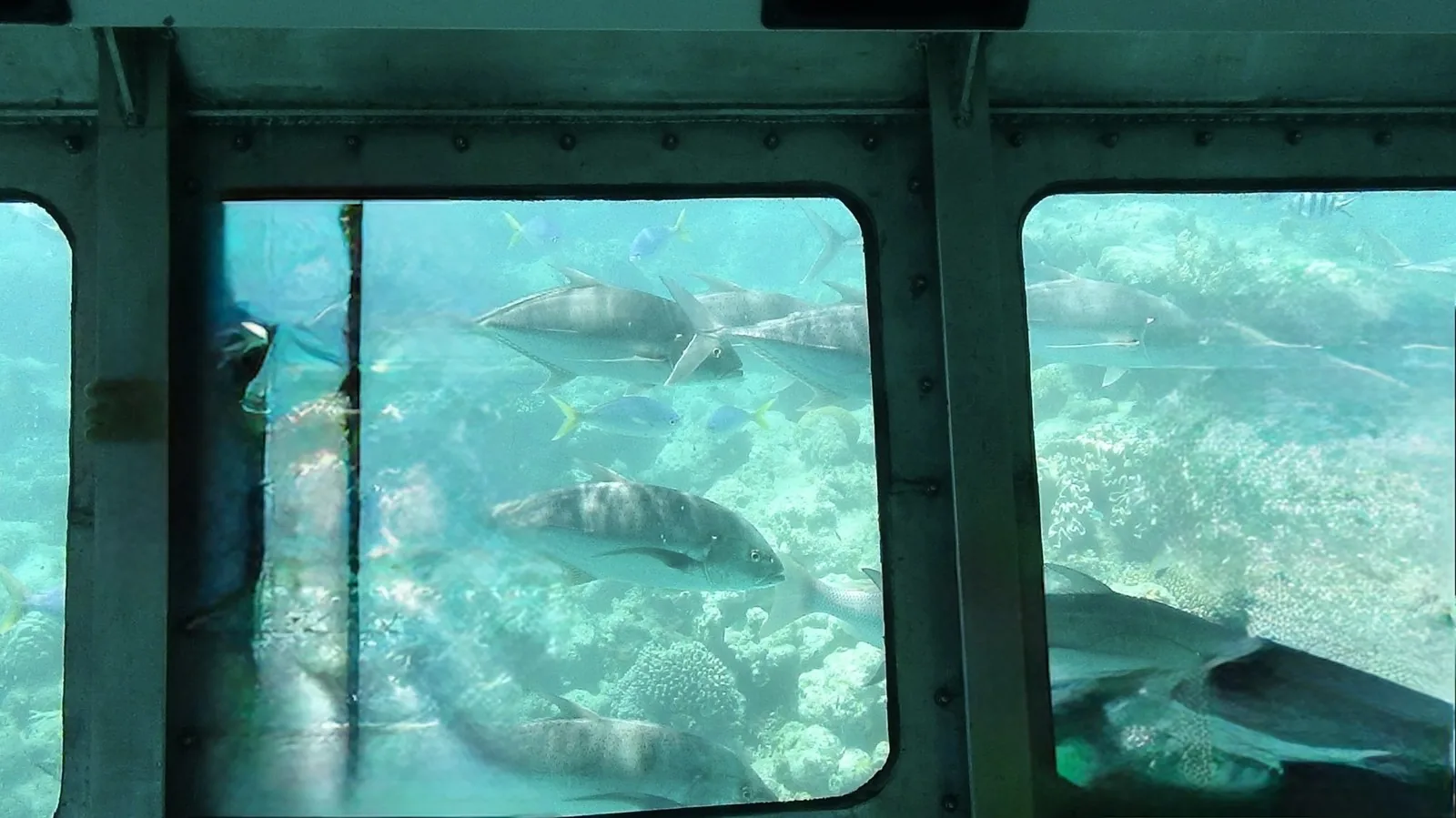 船の水中窓から見えるサンゴ礁と、群れで泳ぐ大きな銀色の魚や尾が黄色い青い小魚