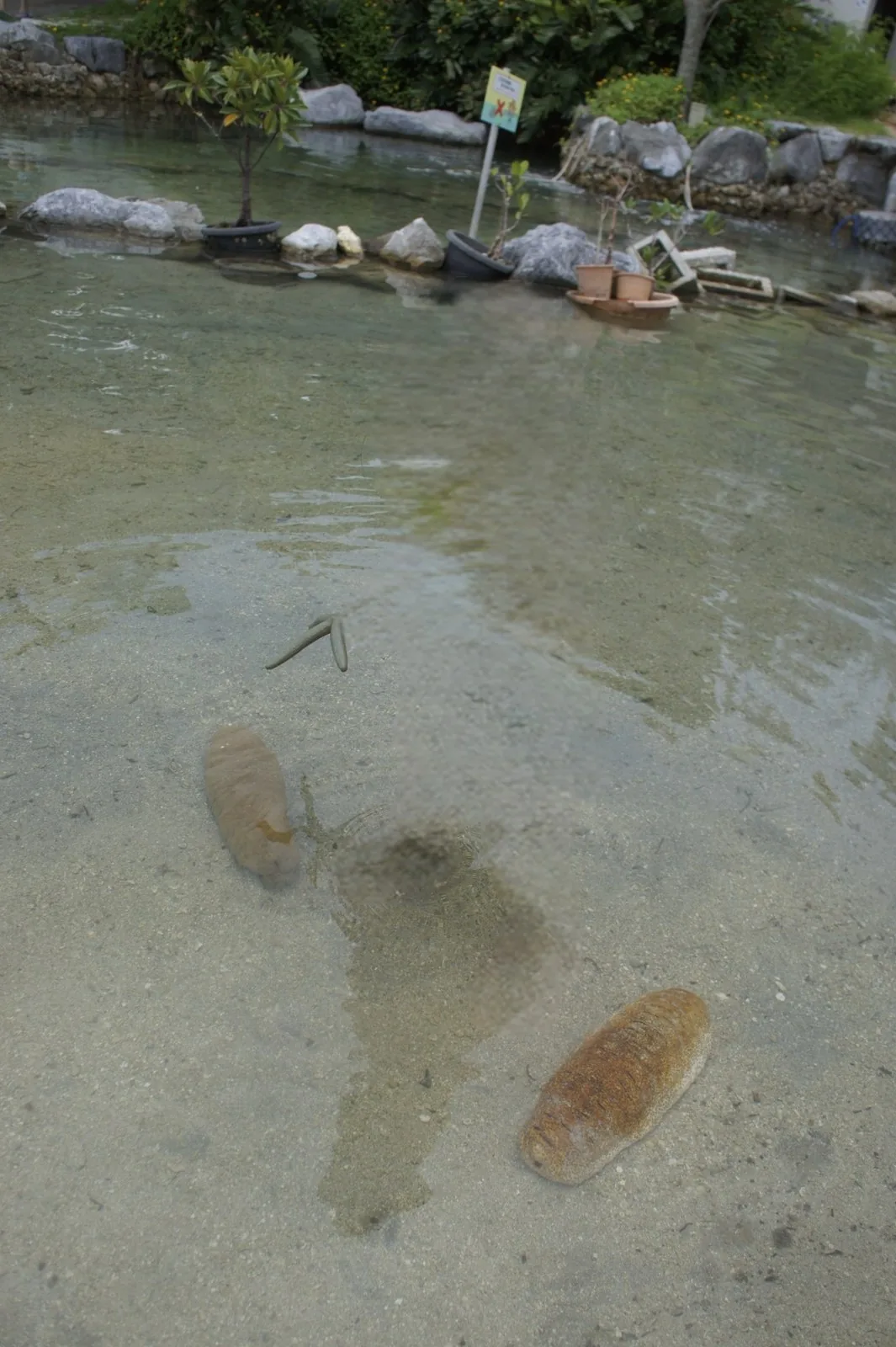 透明な浅瀬の砂の上にいる、黒っぽい色をしたナマコ