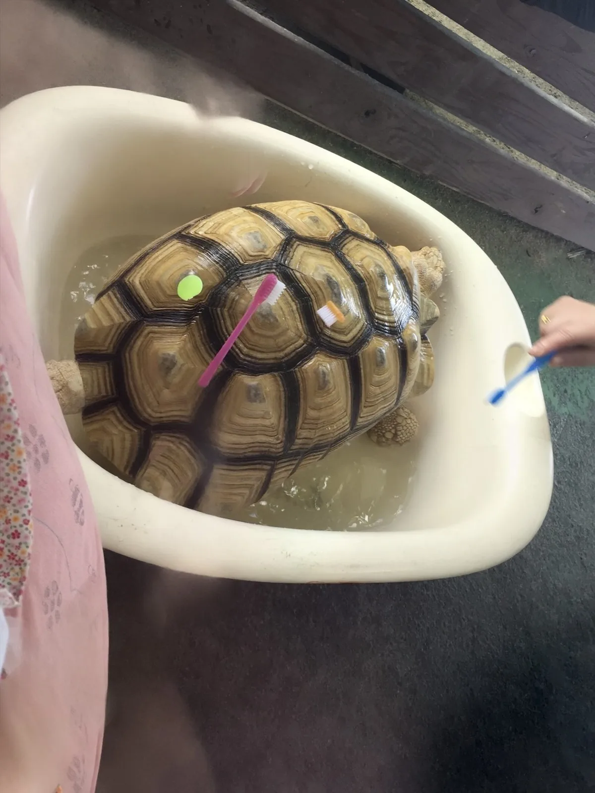 子どもが歯ブラシでリクガメの甲羅をみがいているところ